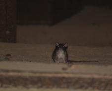 Rato