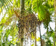 2ª Oficina da Portos do Paraná sobre coleta e despolpa do açaí juçara é realizada no litoral 