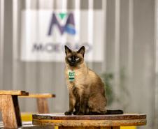 Gato Marcelo é o “funcionário pet” do Moegão, a maior obra portuária do Brasil