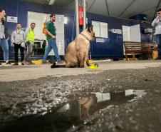 Gato Marcelo é o “funcionário pet” do Moegão, a maior obra portuária do Brasil