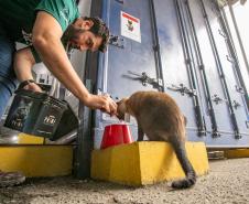 Gato Marcelo é o “funcionário pet” do Moegão, a maior obra portuária do Brasil