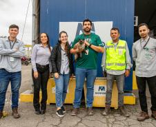 Gato Marcelo é o “funcionário pet” do Moegão, a maior obra portuária do Brasil