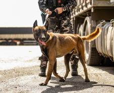 Cães farejadores apoiam Operação Faro no Pátio de Triagem da Portos do Paraná