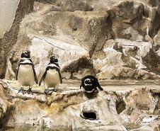 Reforma patrocinada pela Portos do Paraná melhora visitação no Aquário de Paranaguá