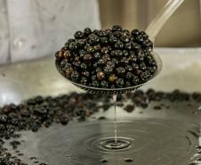 Oficina da Portos do Paraná ensina comunidade litorânea sobre coleta e despolpa do açaí juçara