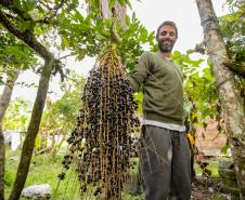 Oficina da Portos do Paraná ensina comunidade litorânea sobre coleta e despolpa do açaí juçara