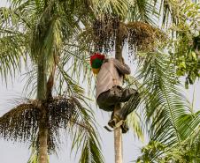 Oficina da Portos do Paraná ensina comunidade litorânea sobre coleta e despolpa do açaí juçara