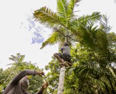 Oficina da Portos do Paraná ensina comunidade litorânea sobre coleta e despolpa do açaí juçara