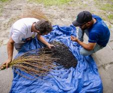 Oficina da Portos do Paraná ensina comunidade litorânea sobre coleta e despolpa do açaí juçara