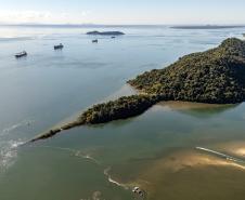 Entre navios e manguezais, biodiversidade de peixes se destaca na Baía de Paranaguá