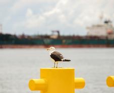 Entre navios e manguezais, biodiversidade de peixes se destaca na Baía de Paranaguá