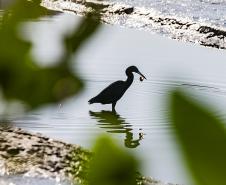 Programa de Monitoramento da Avifauna contabilizou 149 espécies no complexo estuarino. Aves funcionam como “sentinelas” para acompanhar a saúde ecológica da região