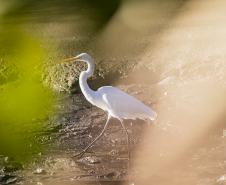 Programa de Monitoramento da Avifauna contabilizou 149 espécies no complexo estuarino. Aves funcionam como “sentinelas” para acompanhar a saúde ecológica da região