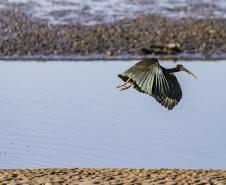 Programa de Monitoramento da Avifauna contabilizou 149 espécies no complexo estuarino. Aves funcionam como “sentinelas” para acompanhar a saúde ecológica da região