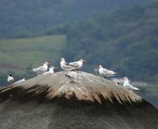 Monitoramento de aves feito pelos Portos do Paraná registra espécies ameaçadas na baía de Paranaguá