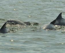 Appa registra aumento na população de golfinhos nos arredores dos Portos do Paraná