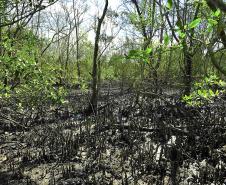Porto de Paranaguá recolhe 80 quilos de resíduos das áreas de mangue 