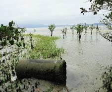 Porto de Paranaguá recolhe 80 quilos de resíduos das áreas de mangue 