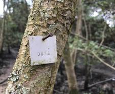 Portos do Paraná monitoram desenvolvimento das árvores nos manguezais