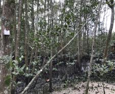 Portos do Paraná monitoram desenvolvimento das árvores nos manguezais
