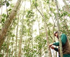 Portos do Paraná monitoram desenvolvimento das árvores nos manguezais