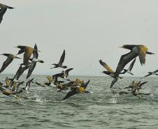  Portos do Paraná apresentam resultados do monitoramento marinho