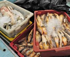 Monitoramento de pesca da Appa contabiliza 400 toneladas de pescados desembarcados em 2017