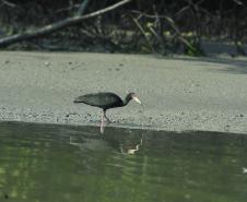 Appa monitora 128 espécies de aves nos arredores dos portos do Paraná