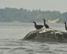 Appa monitora 128 espécies de aves nos arredores dos portos do Paraná