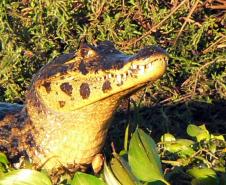 Diversas ações estão previstas, entre elas programas de conscientização e preservação de animais típicos da região. Entre as espécies, está o jacaré do papo amarelo, ameaçado de extinção. 