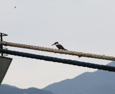 A dragagem de manutenção dos pontos críticos do canal de acesso aos portos de Paranaguá e Antonina está dividida em dois lotes e compreende a dragagem do Canal da Galheta, partes da bacia de evolução e o acesso ao Porto de Antonina, num total de 3,5 milhões de metros cúbicos a serem dragados.