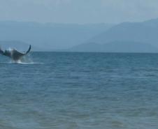  Uma pesquisadora catarinense, formada pela Universidade Federal do Paraná (UFPR), registrou a ocorrência de raias mantas na área de influência do Porto de Paranaguá. Com o Projeto Raia Manta, agora ela estuda os detalhes da presença dessas, que são as maiores raias do mundo, aqui na região. A baía paranaense é o único lugar onde está confirmada a ocorrência sazonal dessa espécie.
