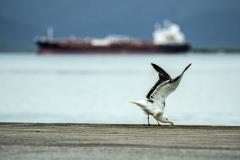 Porto do agronegócio brasileiro, o gigante paranaense é o porto público de grande porte melhor avaliado no Índice de Desenvolvimento Ambiental da Agência Nacional de Transportes Aquaviários (ANTAQ).