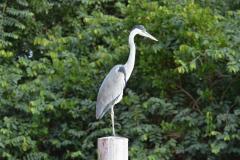 Pandemia da COVID-19 não prejudicou as operações nos Portos do Paraná e o cuidado com a natureza continua. Todos os programas que envolvem as licenças para o funcionamento dos portos de Paranaguá e Antonina foram mantidos e, nas últimas semanas, a empresa pública que administra a atividade portuária no Estado realizou uma série de ações de cuidado com a vida marinha