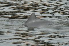 O cuidado com animais marinhos que vivem na área dos portos de Paranaguá e Antonina é o tema de uma nova campanha da Portos do Paraná. A empresa pública, em conjunto com a Cia Ambiental, desenvolveu uma cartilha para orientar embarcações sobre como agir ao encontrar grupos de botos-cinza durante a navegação.