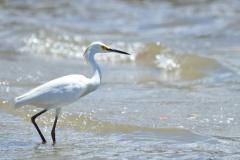 Garça-branca (Egretta thula)