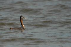 Presença do animal indica escassa ou total ausência de contaminação da água e do entorno