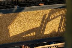 Projeção é de aumento de 53% em relação ao mesmo período de 2021. O crescimento está sendo puxado pelo milho, que deve exportar 2,6 milhões de toneladas no trimestre, mais de 2 mil vezes o volume do ano anterior