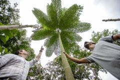Portos do Paraná recupera área florestal equivalente a 19 campos de futebol em Antonina 