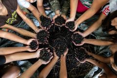 Portos do Paraná oferece oficina gratuita para coleta e despolpa de açaí juçara