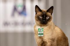 #ParaQuemNaoPode Ver A imagem mostra um gato siamês com pelagem clara e rosto escuro, usando um crachá verde pendurado no pescoço. O fundo da foto é desfocado, destacando o animal. O crachá parece ser de identificação.