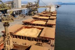 Porto de Paranaguá lidera exportações de soja e amplia participação de mercado em farelo e proteínas animais
