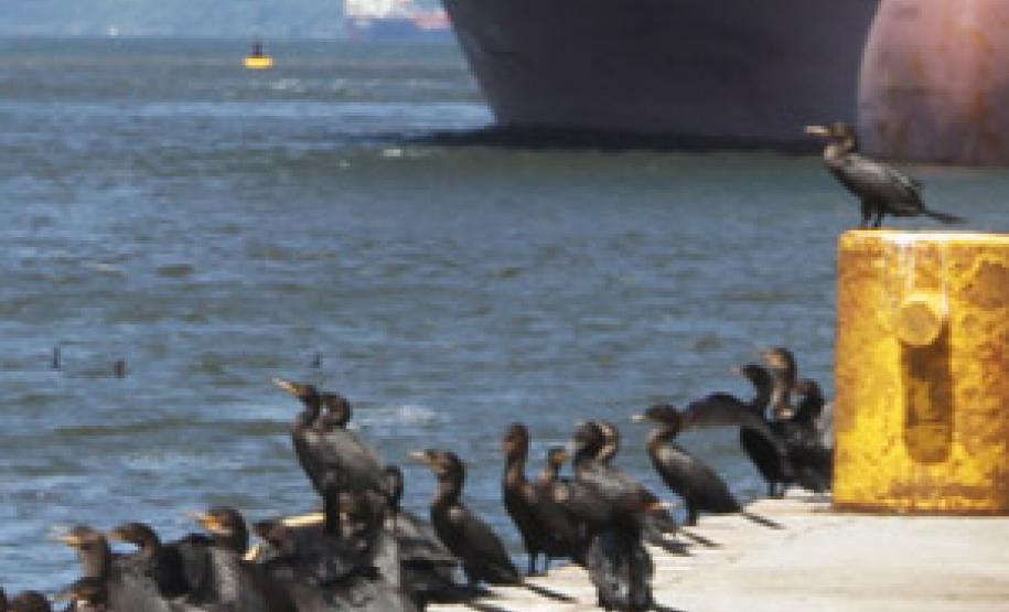 Aves nos cais do Porto