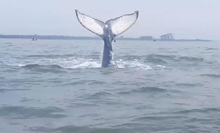 Baleia é avistada na Baía de Paranaguá