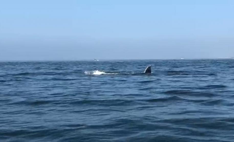 Baleia é avistada na Baía de Paranaguá