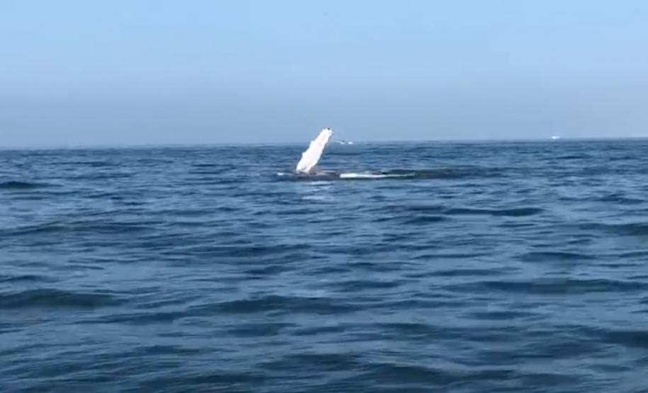 Baleia é avistada na Baía de Paranaguá
