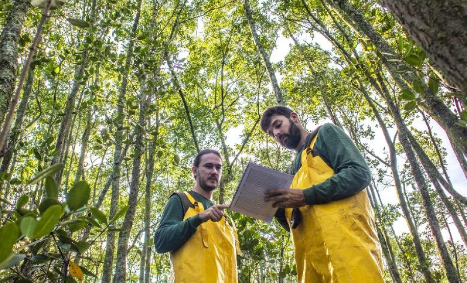 Monitoramento de Manguezais