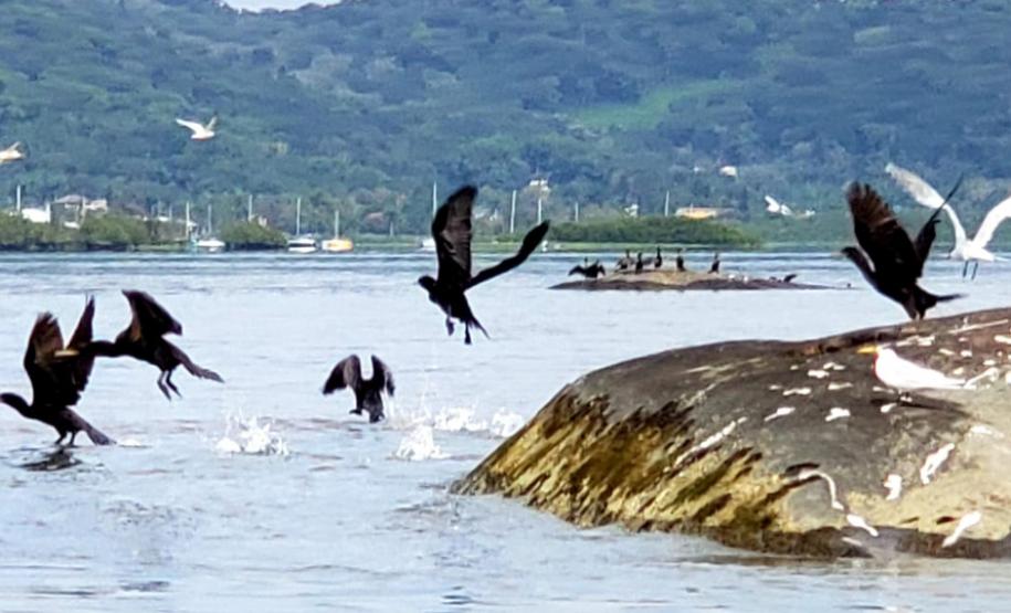 Levantamento soma-se a diversos programas ambientais desenvolvidos nas baias de Paranaguá e Antonina. Nesta ação foram avistadas 23 espécies, sendo as mais comuns o biguá e o urubu.