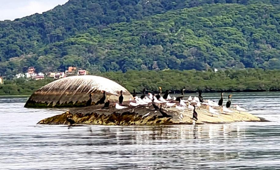 Levantamento soma-se a diversos programas ambientais desenvolvidos nas baias de Paranaguá e Antonina. Nesta ação foram avistadas 23 espécies, sendo as mais comuns o biguá e o urubu.