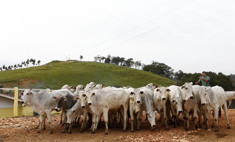 Expectativa do setor produtivo da pecuária do Estado é que as recentes conquistas na vigilância sanitária aumentem ainda mais o comércio internacional a partir deste ano.
